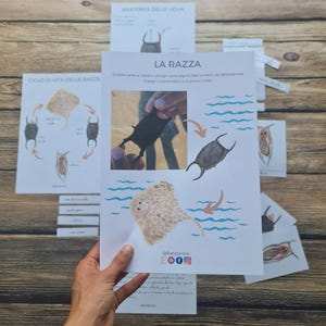 Carte pesci MANTE Nomenclatura Montessori, Flash card RAZZE, Materiale educativo digitale pesci cartilaginei, educazione parentale