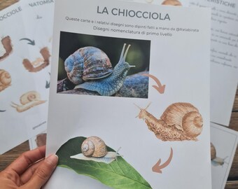 CHIOCCIOLA Cards Montessori Nomenclature, Flash cards life cycle of snails, Digital educational material, parental education ITA