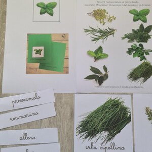 May include: Educational materials featuring various herbs, including rosemary, mint, and chives, with Italian text. The image includes cards with herb illustrations and labels, designed for learning and identification.