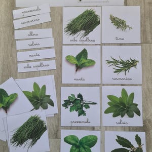 Op de afbeelding: Educatieve kaarten met verschillende kruiden, waaronder basilicum, rozemarijn en munt. Elke kaart toont een levendige afbeelding van het kruid en zijn naam. De set bevat kaarten met de tekst "prezzemolo", "rosmarino", "alloro", "salvia", "menta", en "erba cipollina".