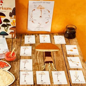 Montessori Pilz-Nomenklaturkarten, Pilz-Flash, Digitales Lehrmaterial, Lebenszyklus, Montessori-Erziehung
