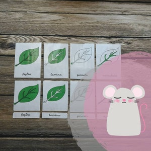 Carte Nomenclatura Montessori, Carte regno vegetale, Flash card regno animale, Materiale educativo digitale, educazione parentale Montessori