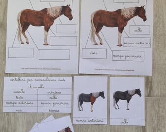 Horse and Turtle Cards, Montessori-style animal nomenclature, learning materials, Montessori level 1 nomenclature, Flashcards