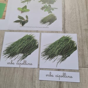 May include: A collection of educational cards featuring various herbs, including rosemary, mint, and chives. The cards are labeled in Italian, with the text "erbe aromatiche" at the top. The image is on a light wood-grain surface.