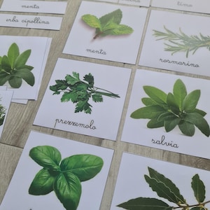 May include: An assortment of fresh herbs, including mint, rosemary, and basil, are displayed on white cards. Each card features a photograph of the herb and its name in Italian. The arrangement is ideal for culinary enthusiasts.