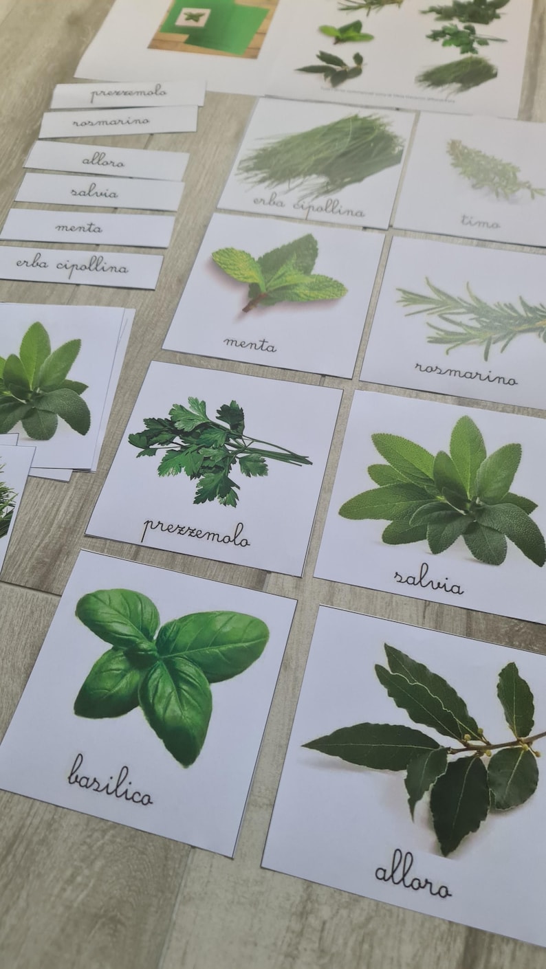 May include: An assortment of fresh herbs, including mint, rosemary, and basil, are displayed on white cards. Each card features a photograph of the herb and its name in Italian. The arrangement is ideal for culinary enthusiasts.