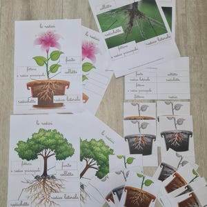 May include: Educational flashcards and diagrams illustrating plant root systems. The cards feature labeled diagrams of roots, stems, and flowers, with text in Italian. The images are on a light wood-grain surface.
