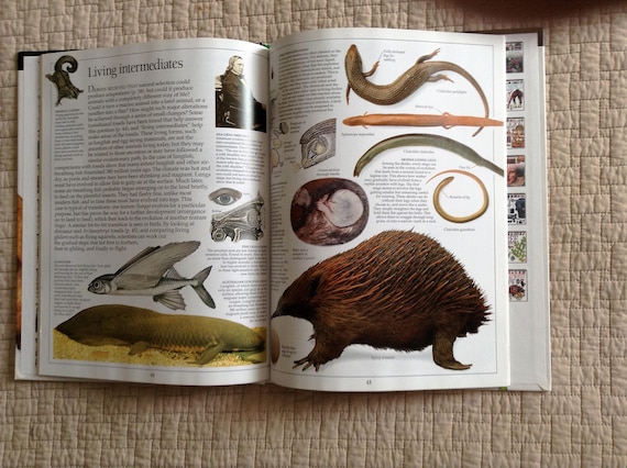 EVOLUTION Dorling Kindersley Eyewitness Book Written by