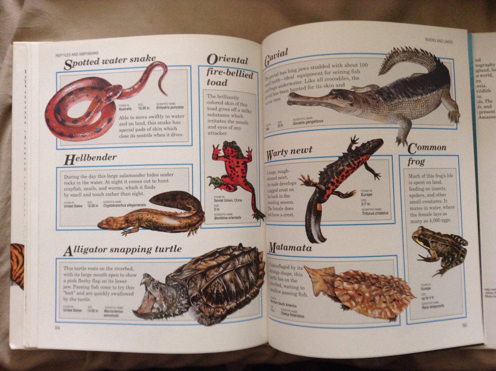 Animal Encyclopedia for Children by Roger Few Macmillan Publisher Etsy