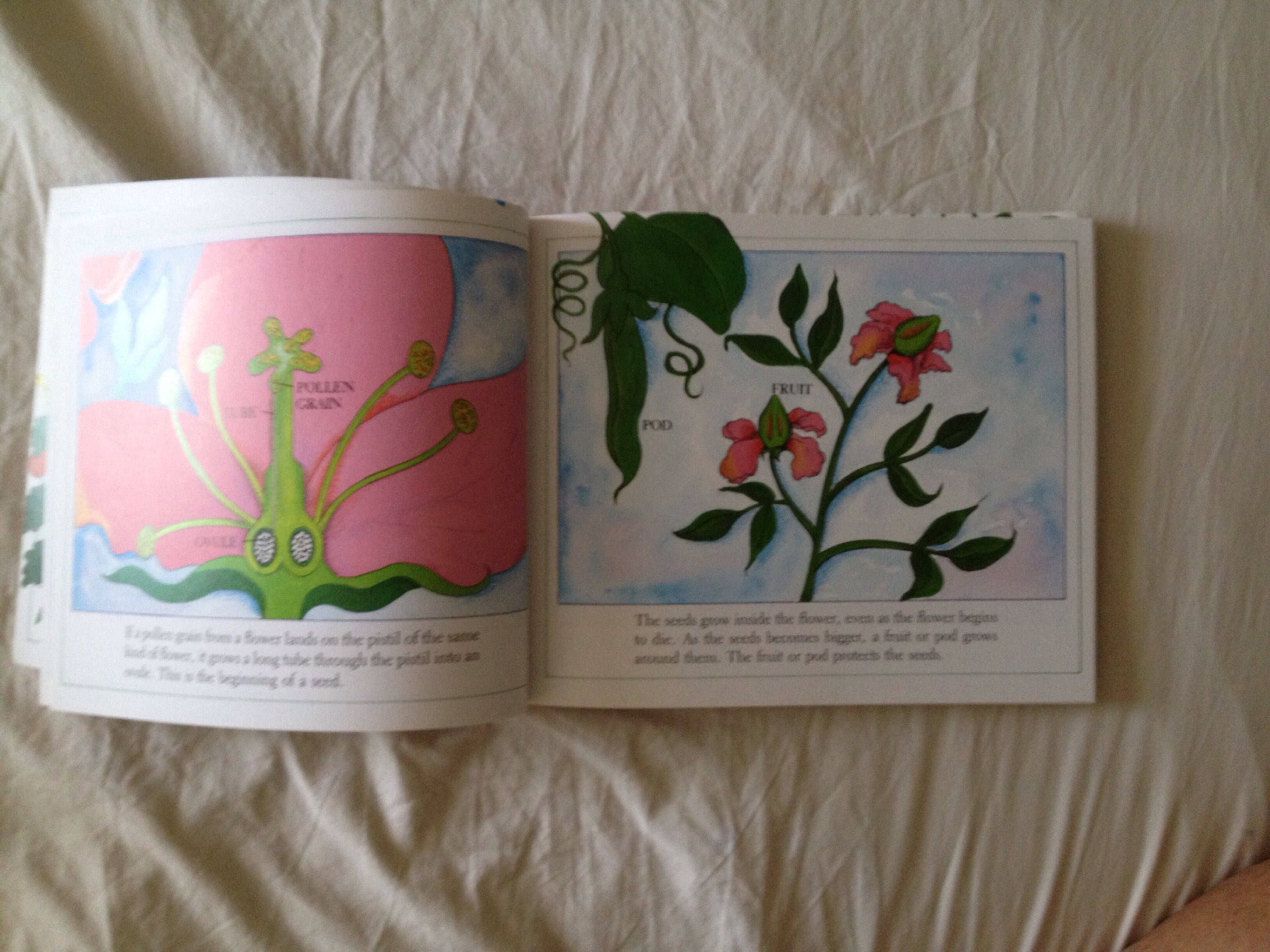 From Seed to Plant by Gail Gibbons - Etsy