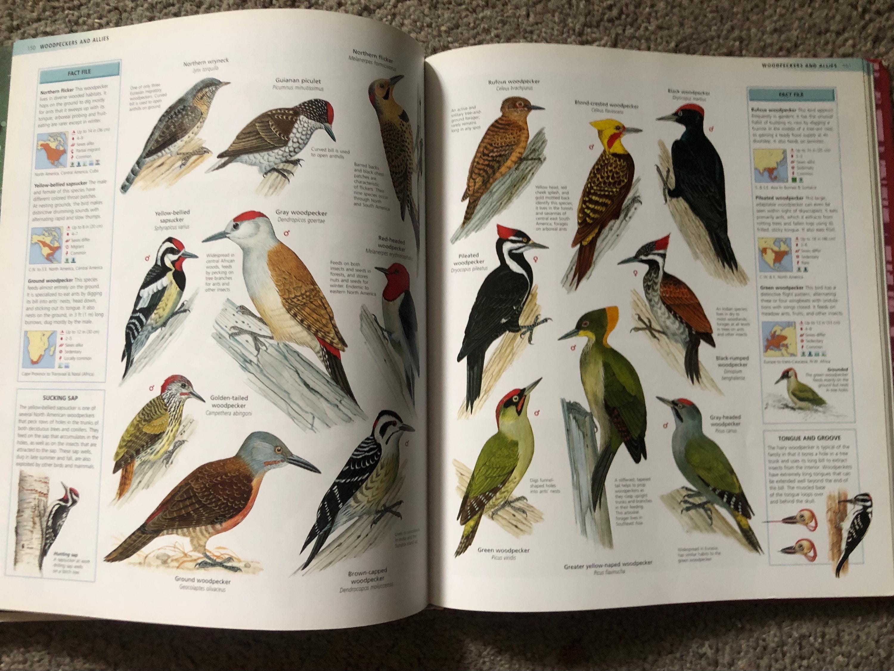 Birds the Encyclopedia of Birds A Complete Visual Guide - Etsy