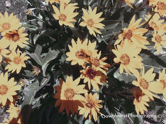 Yellow Vintage Flowers Nature Photography Yellow Flower Etsy