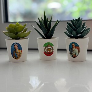 May include: Three small white ceramic pots each holding a different succulent plant. Each pot has a vintage image on the front. The plants are green and the pots are sitting on a white surface.