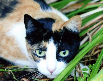 Beautiful cat Callie