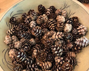Hemlock Pine Cones - Etsy