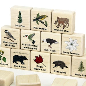 May include: A set of light-colored wooden blocks featuring printed illustrations and labels of nature subjects including a Jack Pine, Pine Warbler, Whitetail Deer, Black-capped Chickadee, Ruby-throated Hummingbird, Bald Eagle, Wood Anemone, Marsh Marigold, Black Bear, Sugar Maple Leaf, Porcupine, and White Pine.