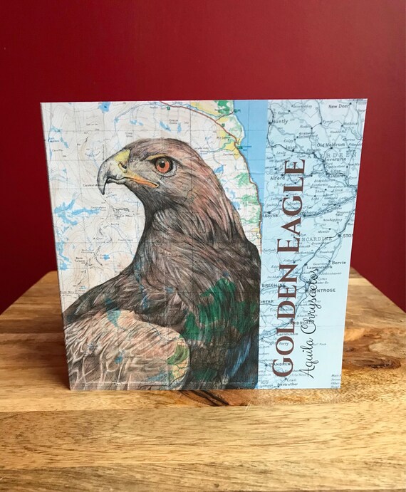 Golden Eagle Greeting Card Original Drawing Over Map Of Isles Of Scotland 6x6 Blank Inside