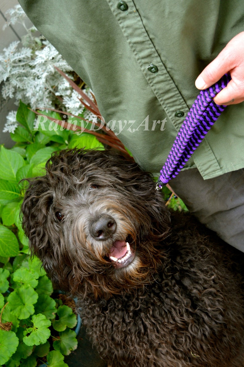May include: A black, curly-haired dog looking upward with an open mouth, attached to a purple and black braided paracord leash. The text RainyDayzArt is visible in the center. The dog is positioned next to a person wearing an olive green shirt.