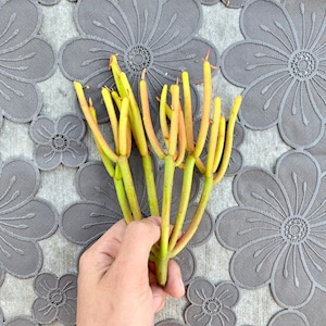 Small Bunch of Firestick Succulent Cutting - Ready to Plant!