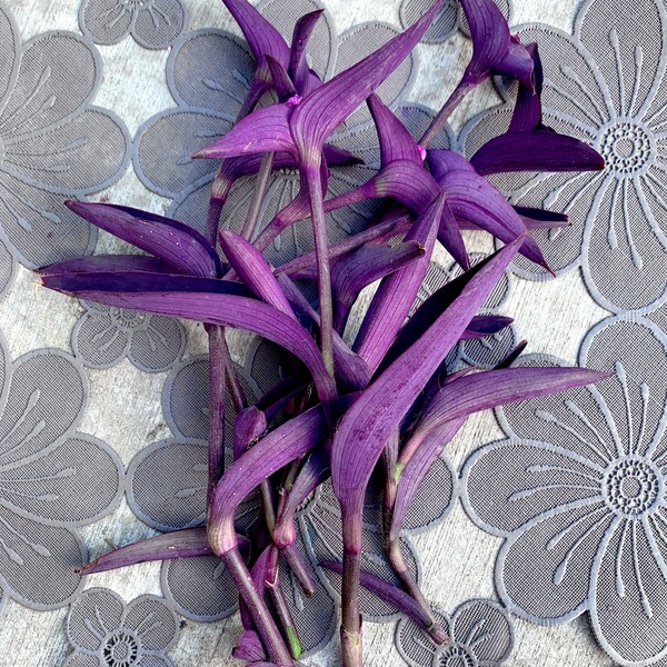 EIGHT Purple Heart Succulent Cuttings - Ready to Plant!