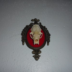 Mink skull wall mount