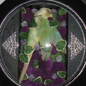 Sleeping conure shadow box