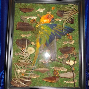 Caja de sombra de conure de sol estilo Cottage Core