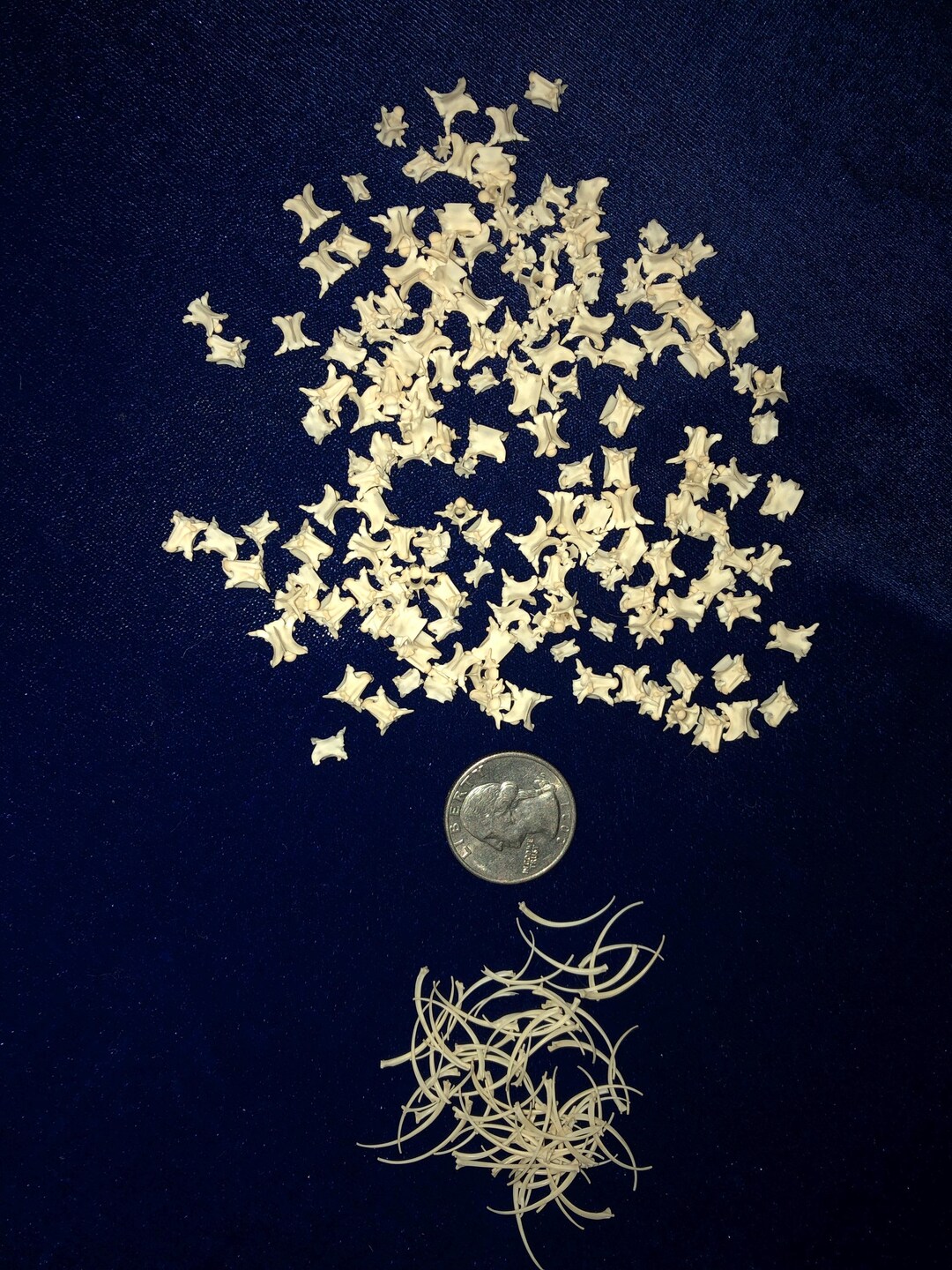 Snake Vertebrae and Rib Bone Crafting Pack - Etsy