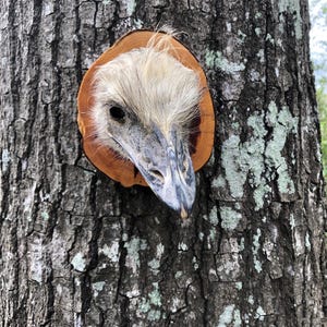 Emu head mount