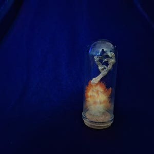sun conure foot cloche