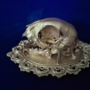 bobcat skull wall art