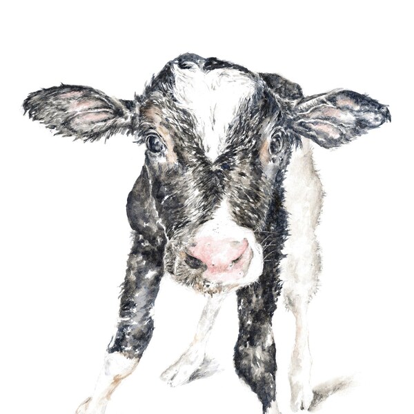 Winter Calf. Watercolor Print. Farm Animals. Farmhouse Art. Cow Print. Barnyard. Kitchen Art. Nursery Art. Whimiscal Art.