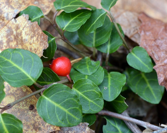 PARTRIDGE BERRY 60 live plants birds LOVE the berries Etsy