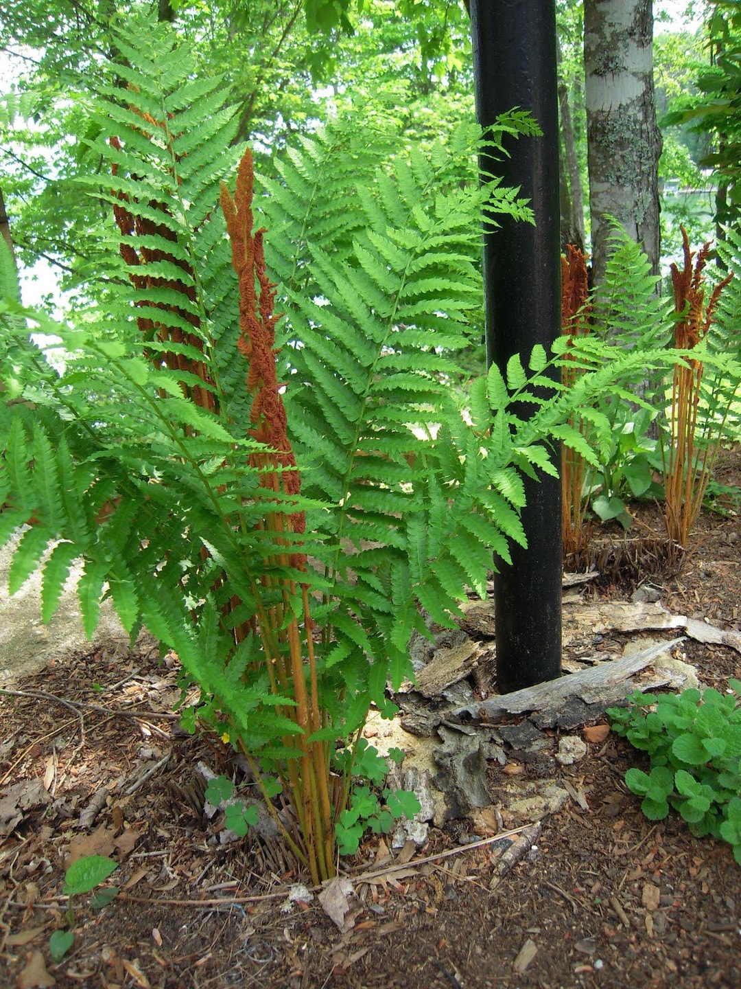 1 Cinnamon Fern ~native~woodland GARDEN - Etsy