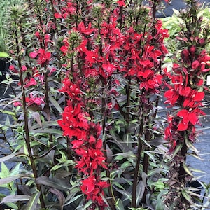 May include: A close-up of a cluster of red cardinal flowers with dark green foliage. The flowers are in bloom and have a delicate, bell-shaped appearance.