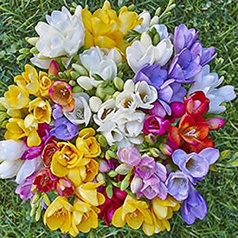 5 Freesia Bulbs Single Mix Mixed BRIGHT Color Collection Bulbs Etsy