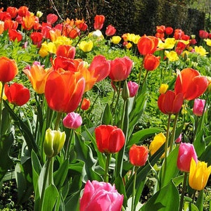5 MIXED hybrid Tulip bulb mix-Large Blooms~Mixed-Red,Yellow,Purple,Pink,Apricot,Coral+more *Pre Chilled Ready for SPRING PLANTING