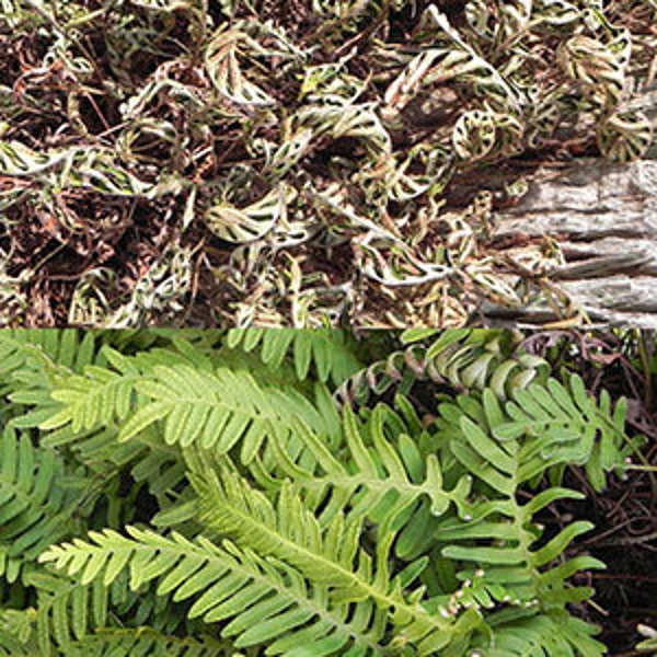 2 "Resurrection Fern" Polypodium polypodioides LIVE AIR PLANTS Wild Native plants vine