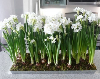 Holiday Gift 3 Paperwhites Complete Indoor Narcissus Grow Your Own Set Paperwhite Grow Kit | Urban Botanic 