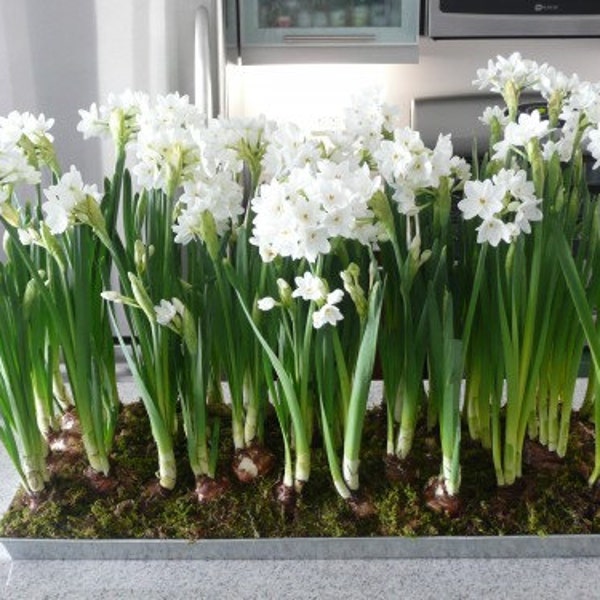 Narcissus Bulbs Etsy