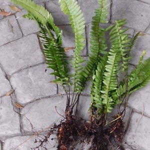 May include: A close-up of a fern plant with green fronds and brown roots. The plant is growing in a concrete patio.