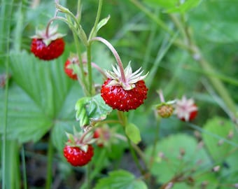 lot of 10 Wild Woodland Strawberry LIVE PLANTS ~Edible fruit ~Jams,Jellies,Pies
