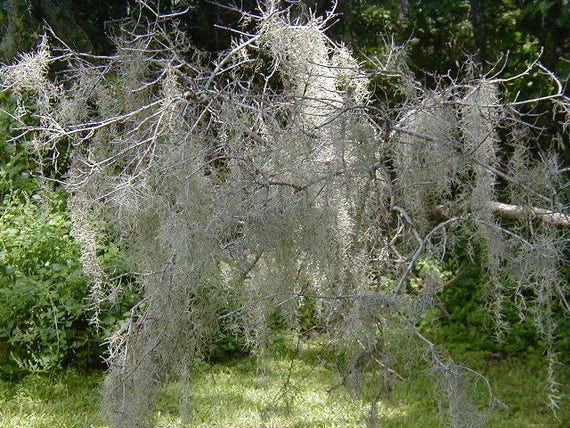  Spanish Moss for Potted Plants, 1 Gallon Bag
