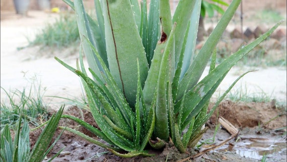 Established plants Free post Aloe barbadensis X 3 Rooted ALOE VERA MEDICINAL