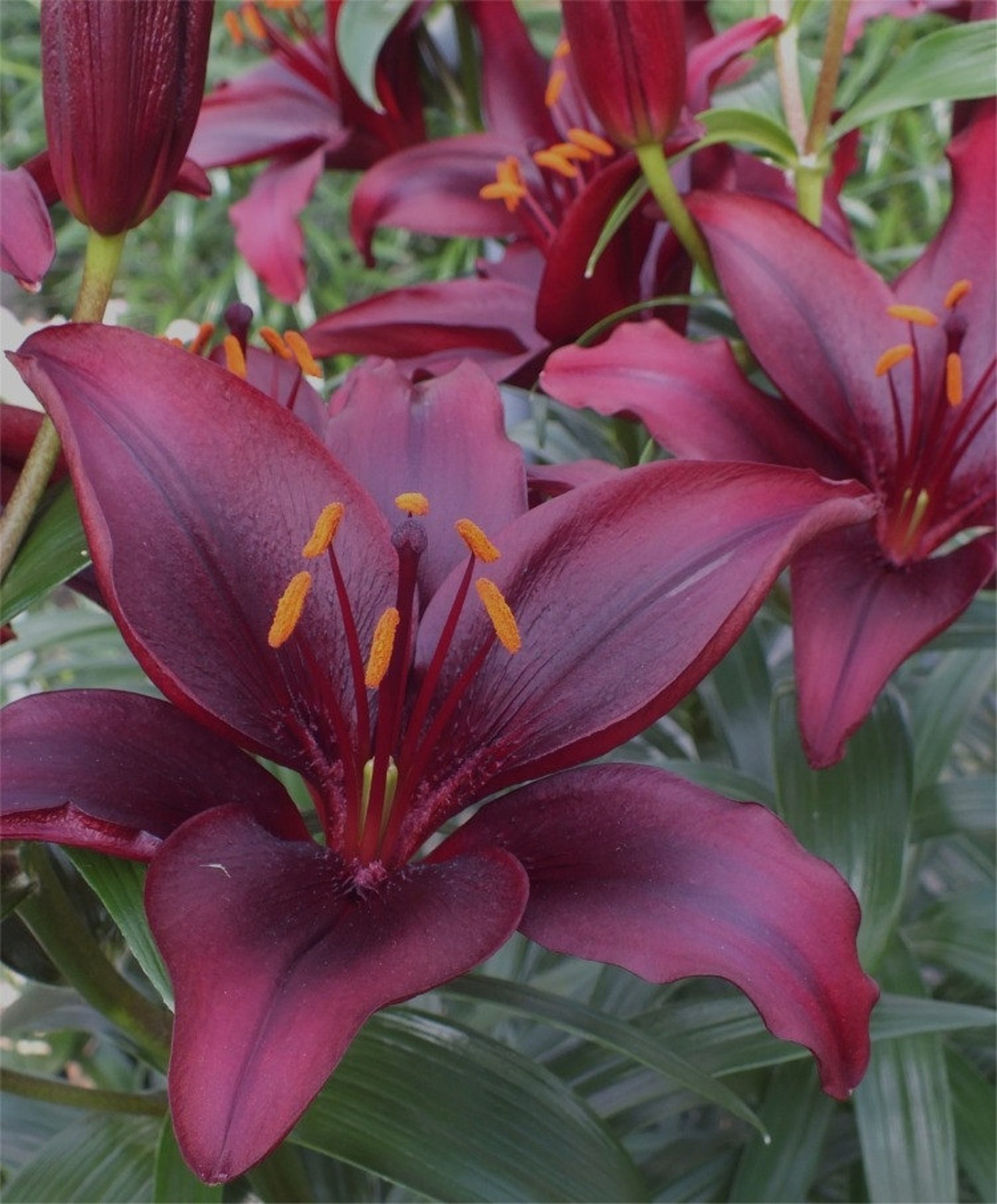 1 BLACK Landini ASIATIC Lily Bulbs Summer Bloompre Chilled Etsy