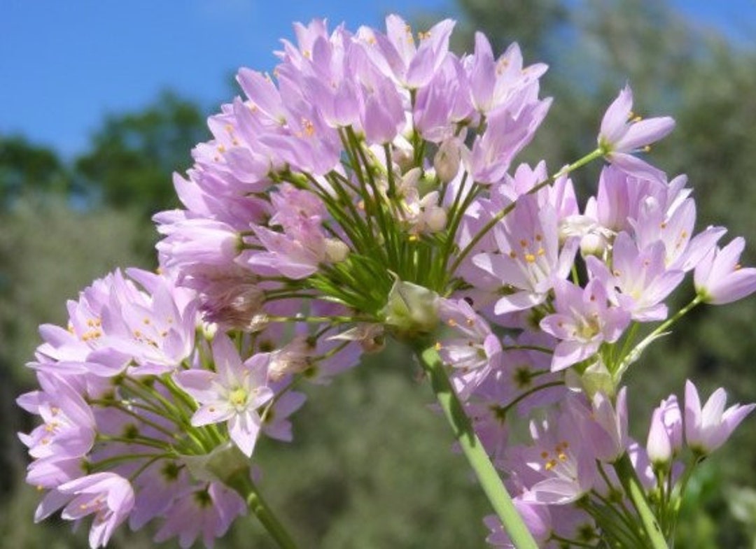 5 'rosy Garlic' Allium Roseum Bulbs pre Chilled for Indoor Forcing Etsy