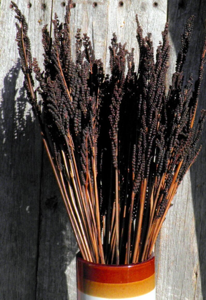May include: A bundle of dried dark brown, textured, seed-like stalks with smooth, light brown stems arranged in a cylindrical ceramic vase featuring horizontal bands of dark red, orange, and white colors at the base of the plant arrangement.