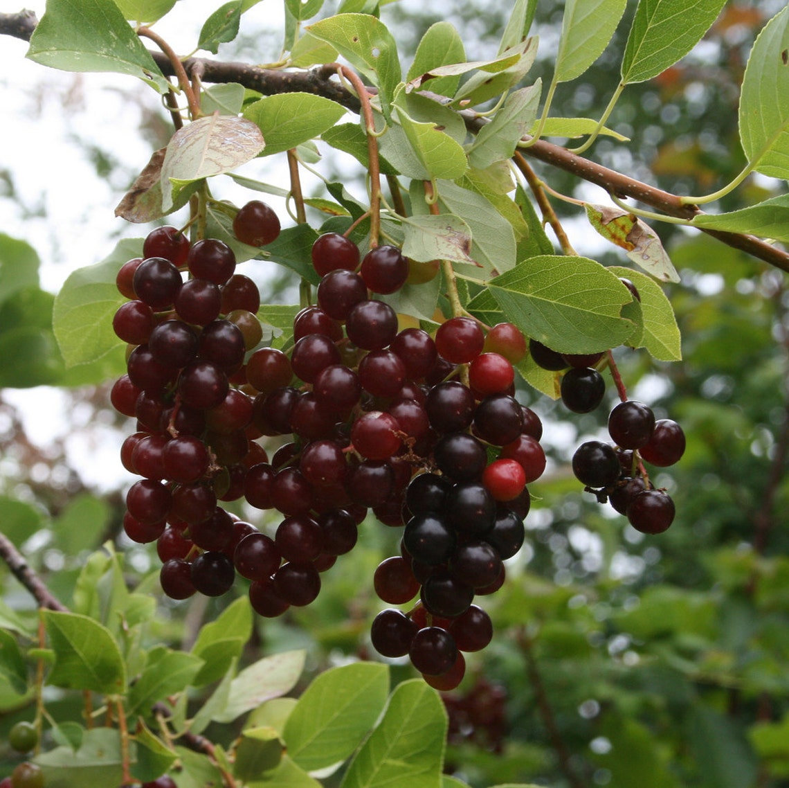 Common Choke Cherry Tree 12 UNROOTED 812 CUTTINGS Etsy