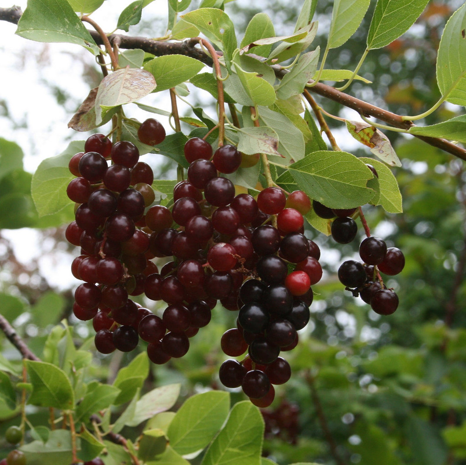 Common Choke Cherry Tree 12 UNROOTED 812 CUTTINGS Etsy