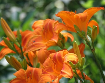 15 Wild Orange Day "Ditch" Lily Plants: Pond, Bog, Water Garden